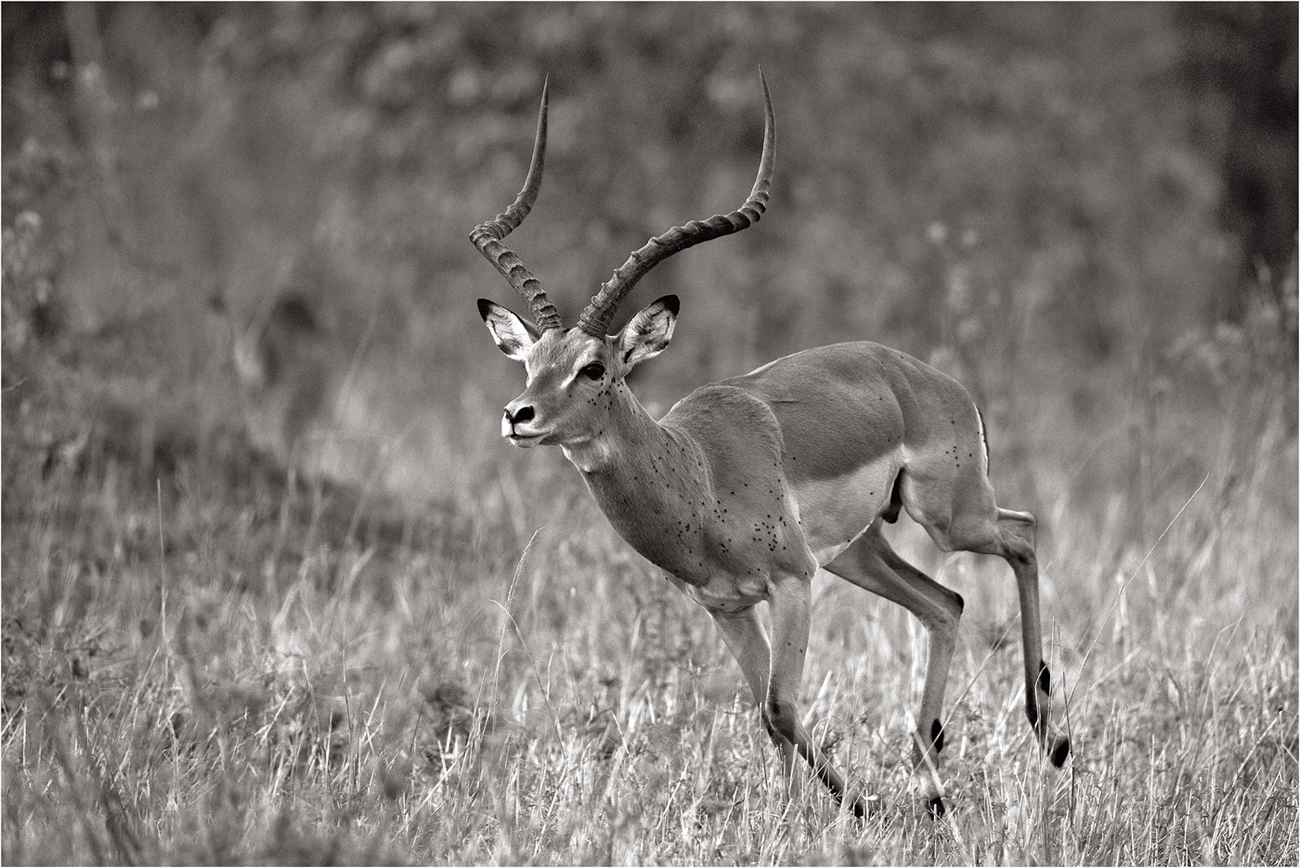 Impala