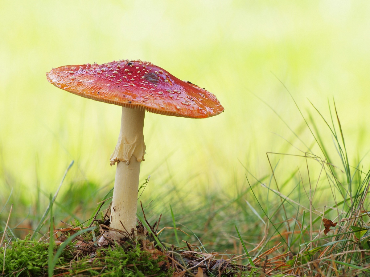 Mein erster Fliegenpilz