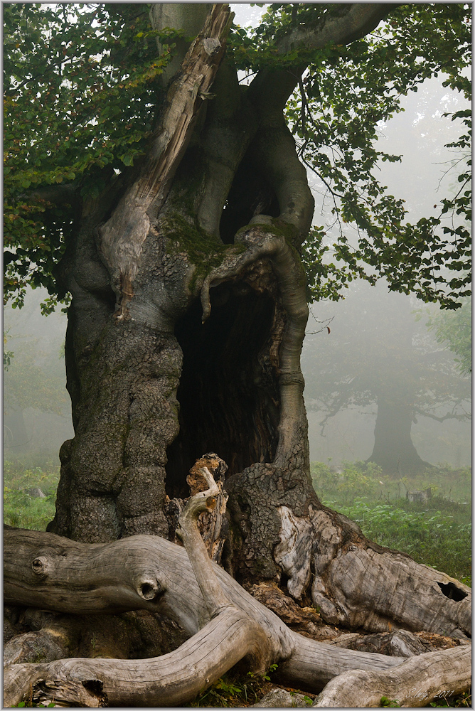 Riesen im Zauberwald II