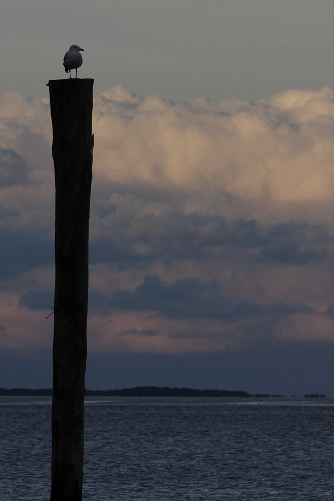 Der Nordseewächter