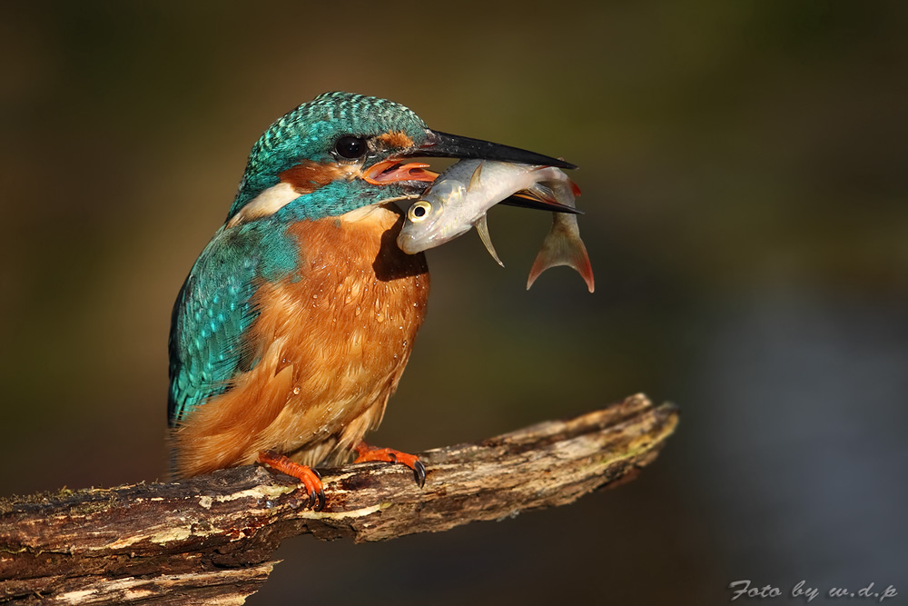 Die Faszination vom Eisvogel....