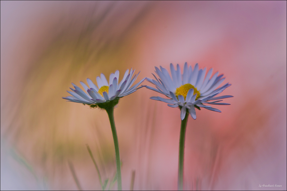 Gänseblümchen