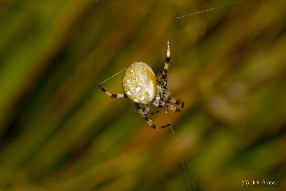 Vierfleckkreuzspinne - Araneus quadratus beim Netzbau