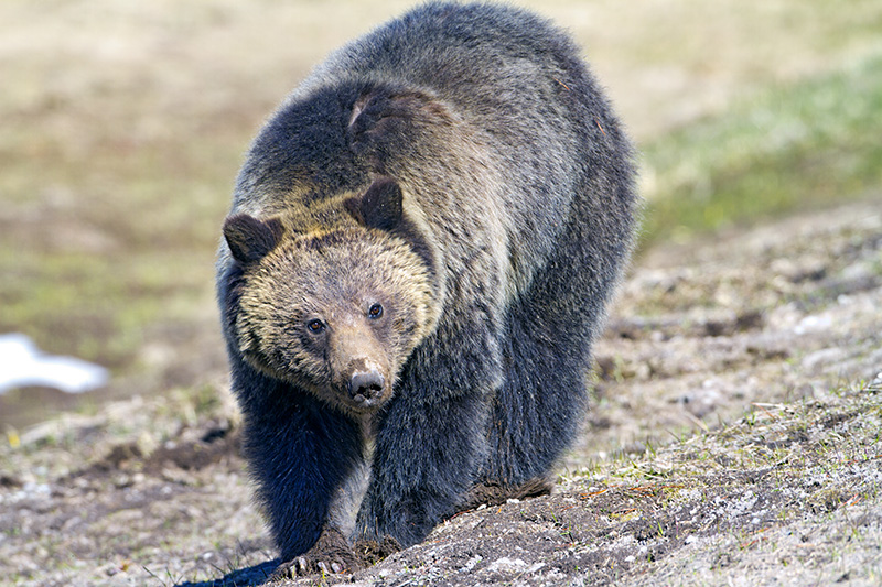 The curious Grizzly