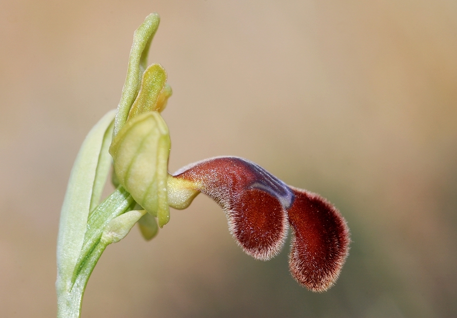 Orchidee mit Boxhandschuh