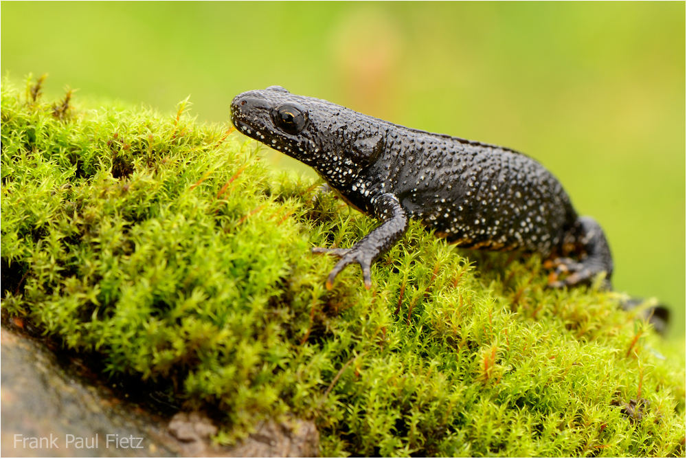 Triturus cristatus - der Kammmolch