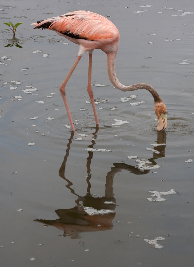 Pretty Flamingo