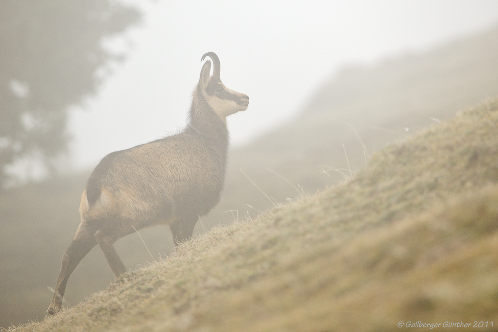 ~ Gams im Nebel ~