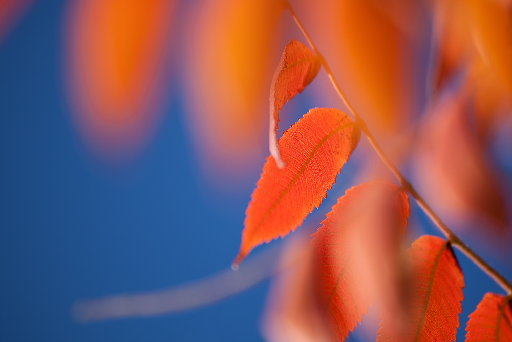 Herbstfarben