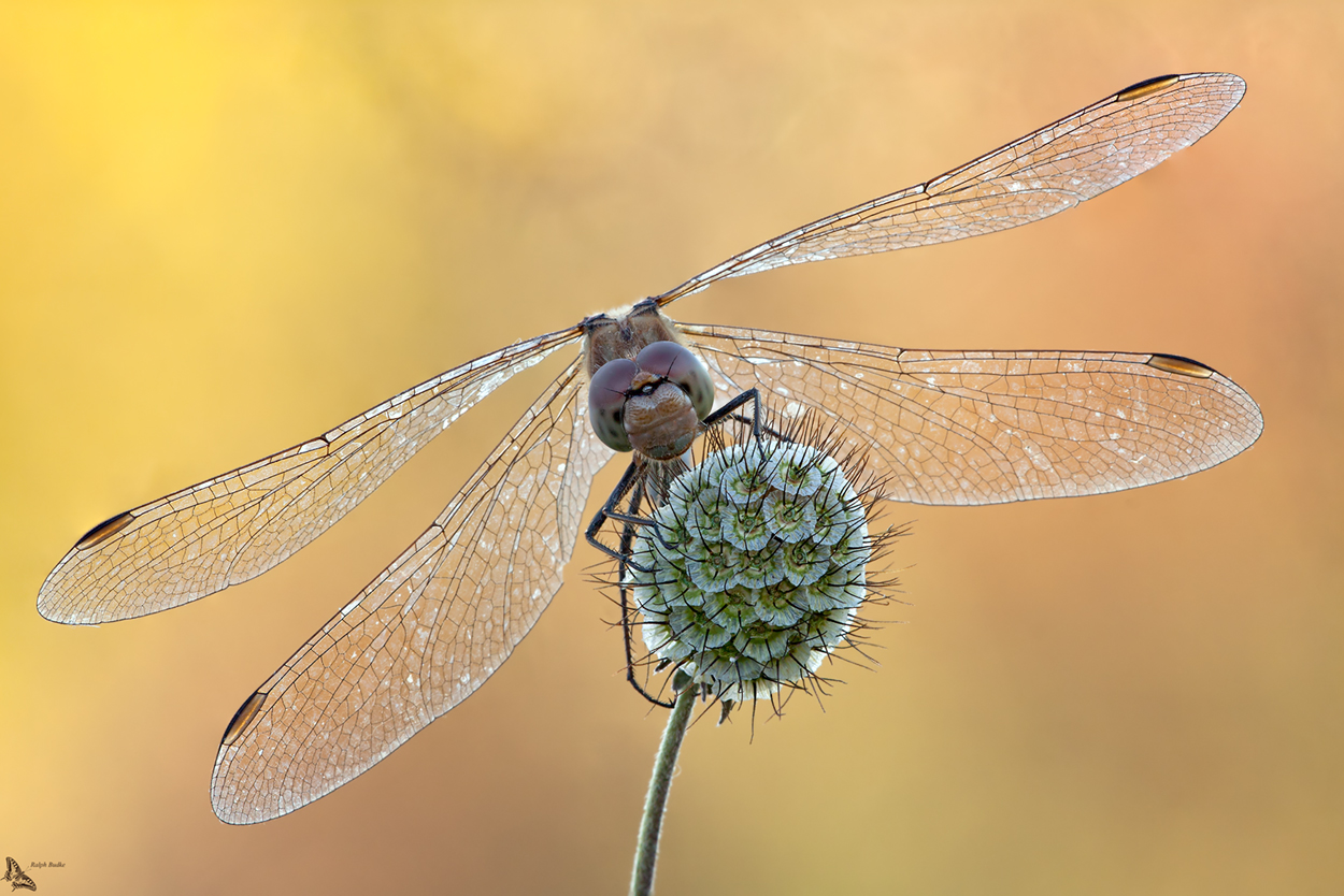 Fliegenpilze ...