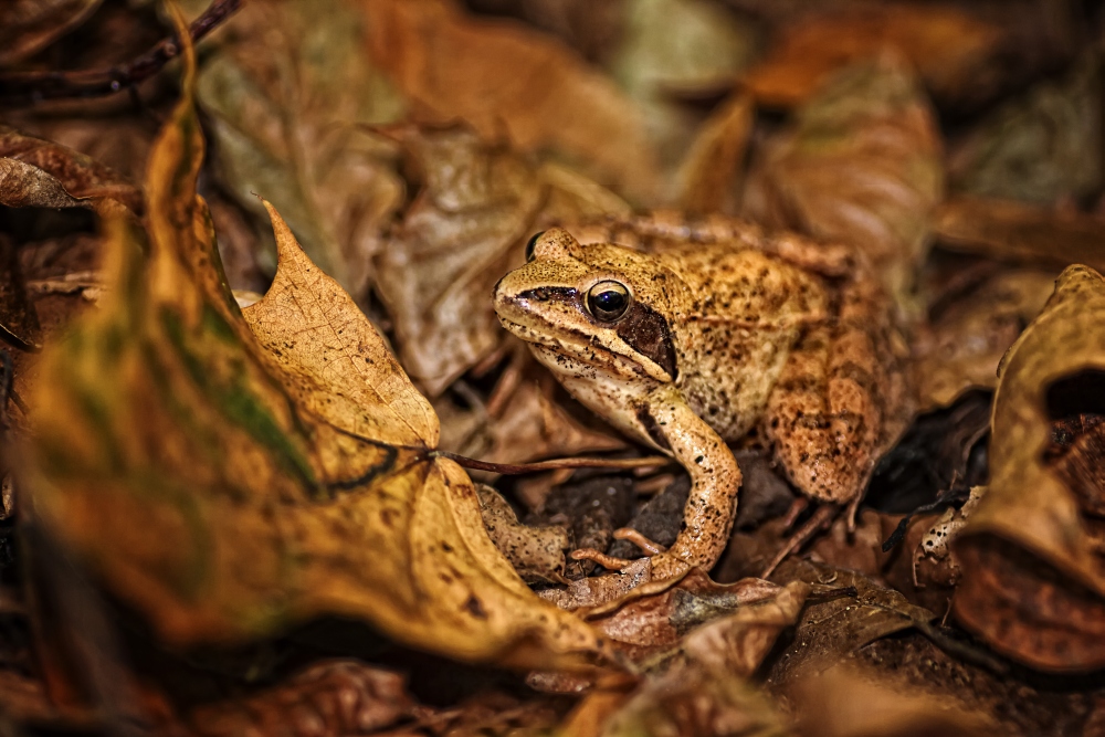 Gut getarnt (Forum für Naturfotografen)