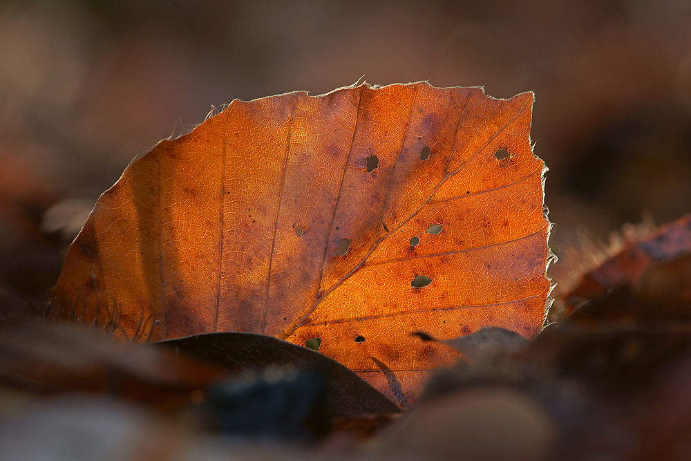 Rotbuchenherbstblatt