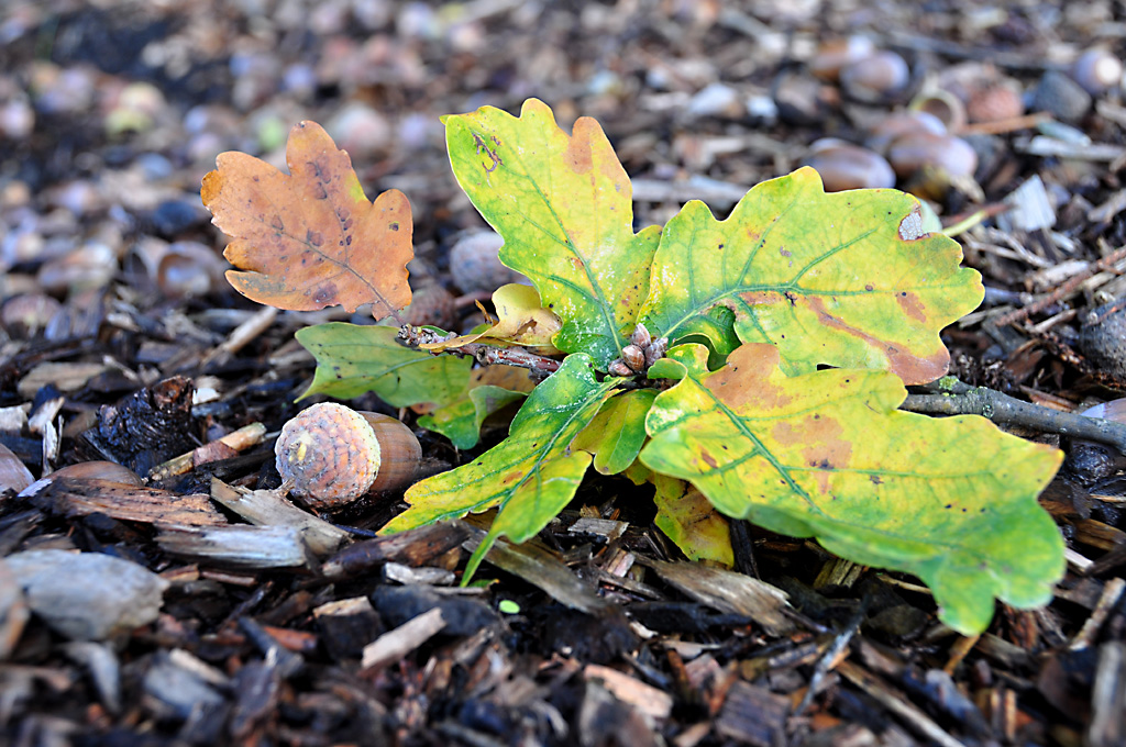 Herbstlaub