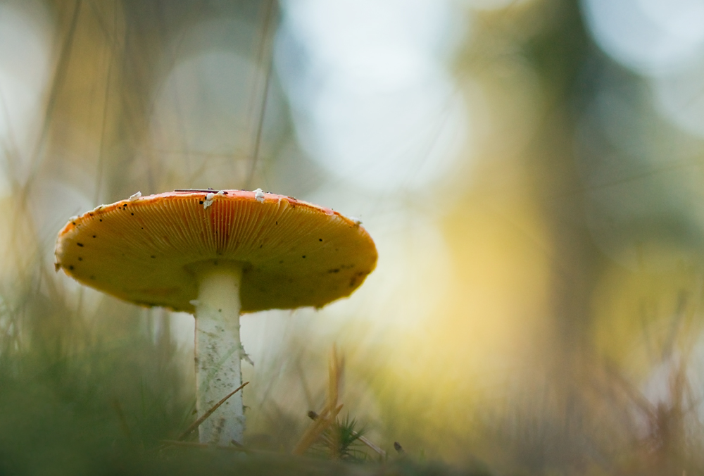 Der letzte Fliegenpilz