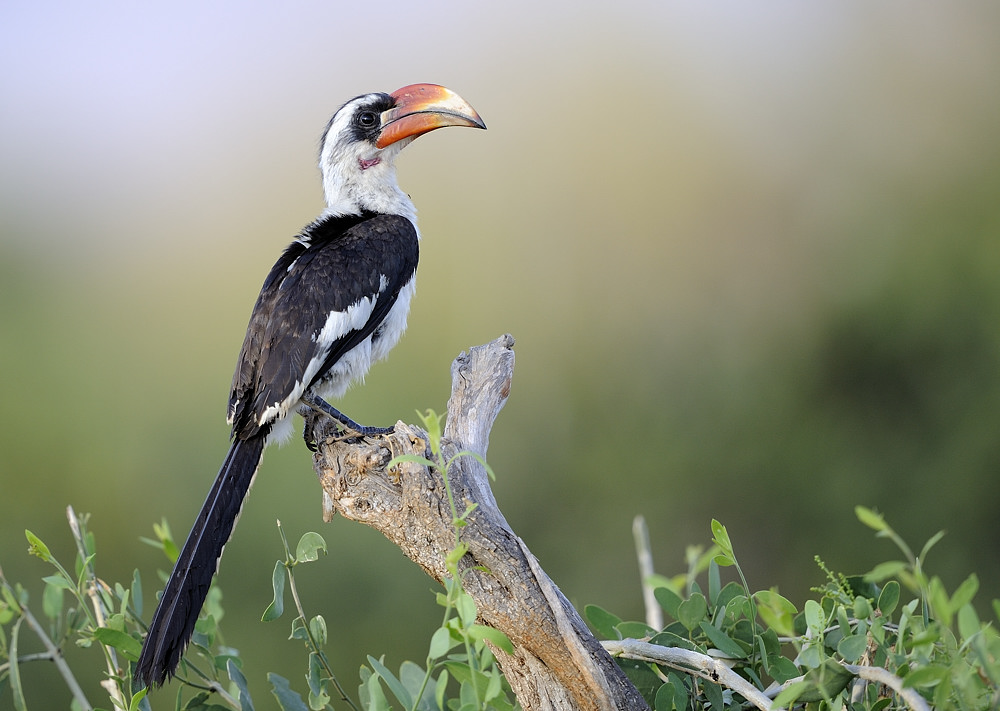  - image::Sven_Pöpping_tsavo_kenia_hornvogel