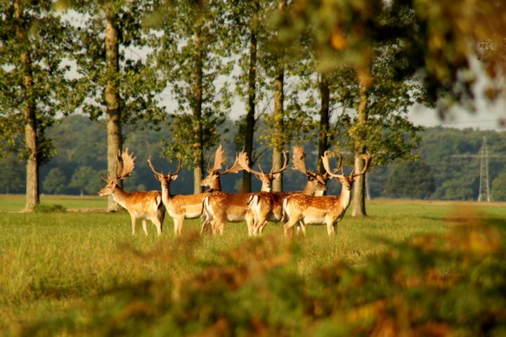 Damhirschrudel in der Morgensonne