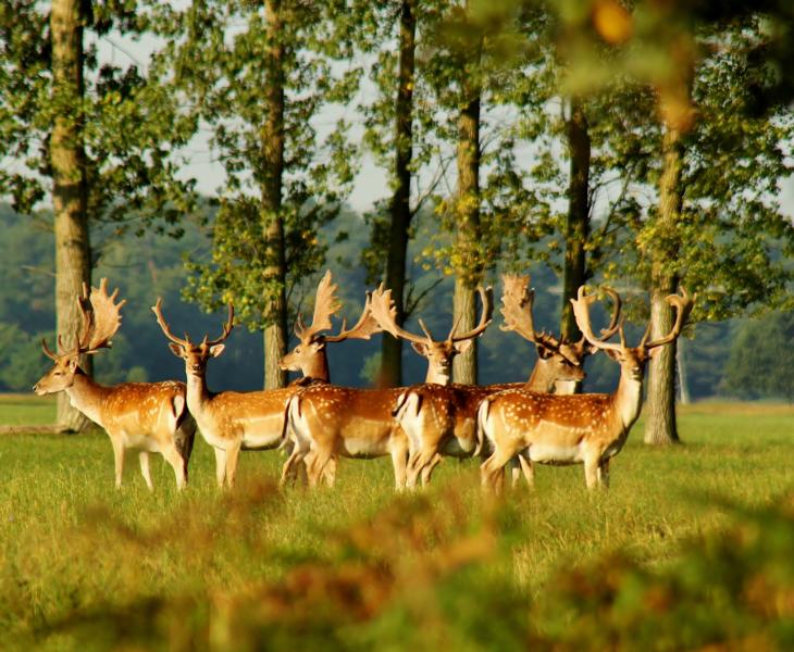 Damhirschrudel in der Morgensonne 1