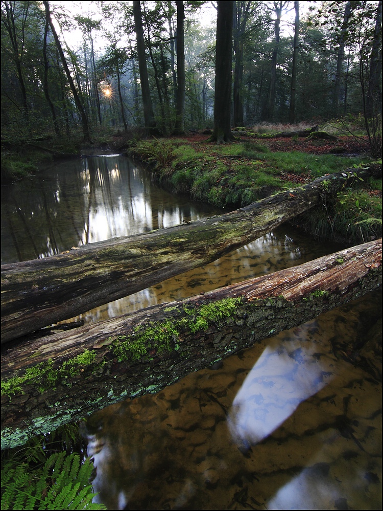 Glühbirne