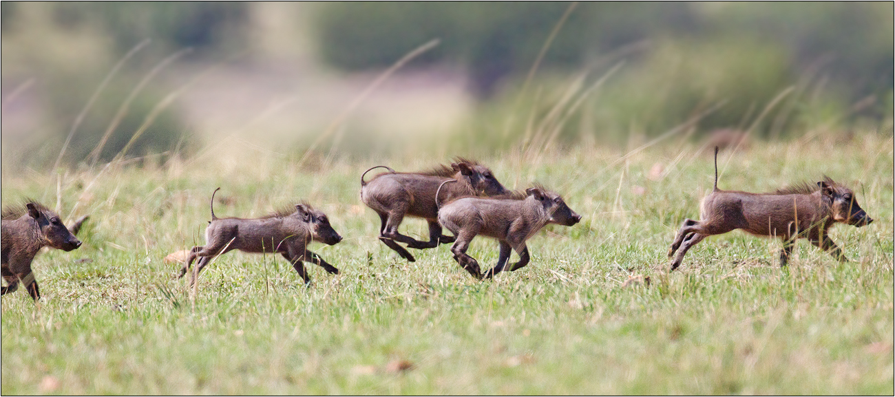 Warzenschweinchen in Eile