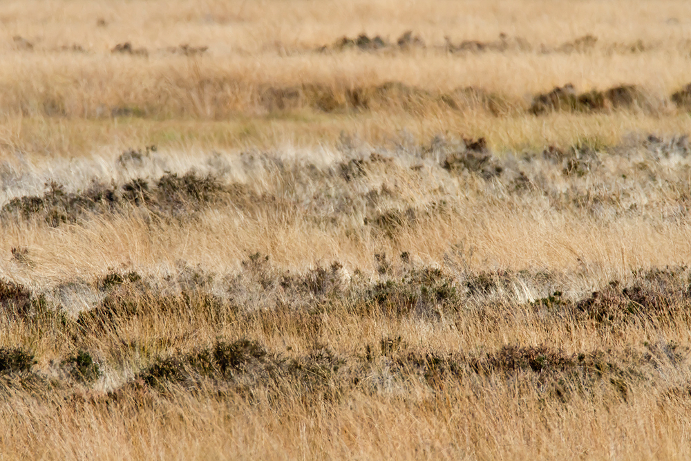 Herbst im Recker Moor