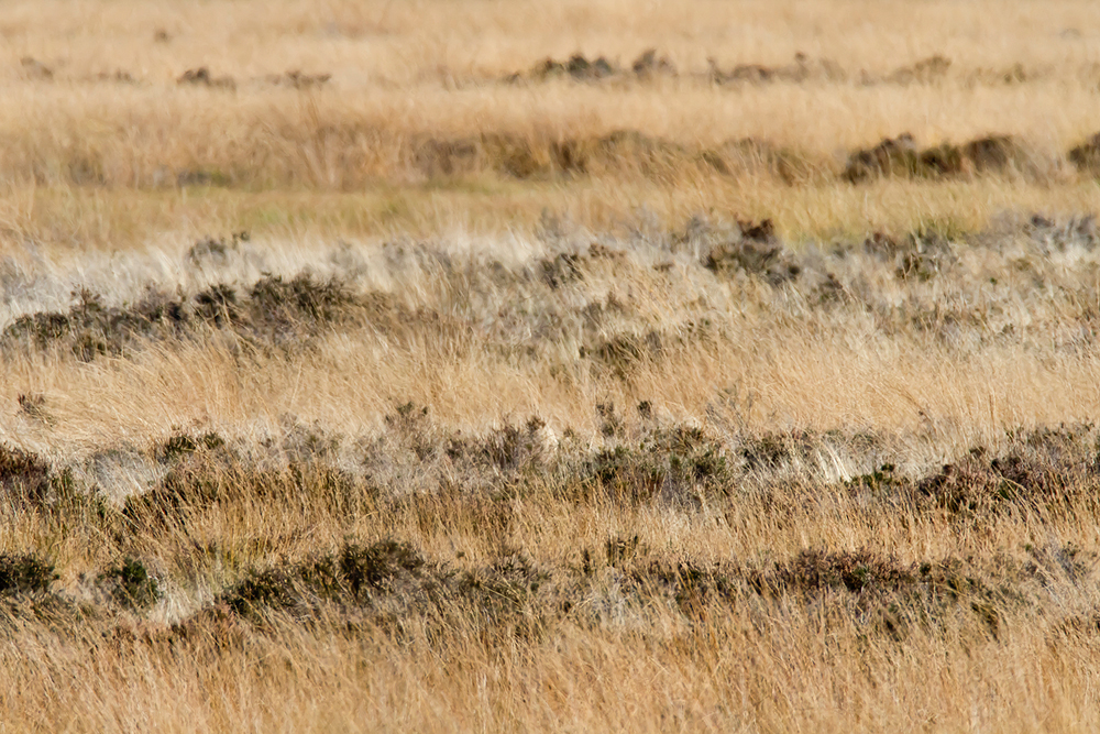 Herbst im Recker Moor