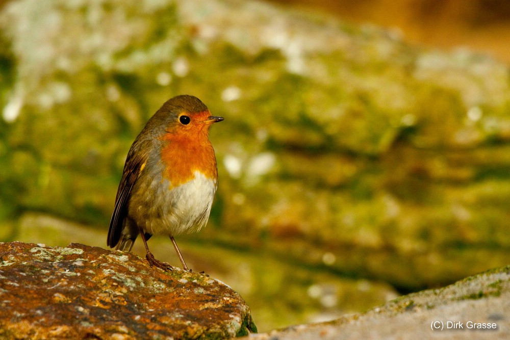 Rotkehlchen - Erithacus rubecula