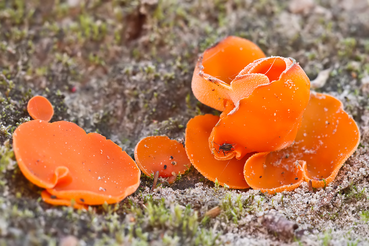 Orangerote Becherlinge (Aleuria aurantia)