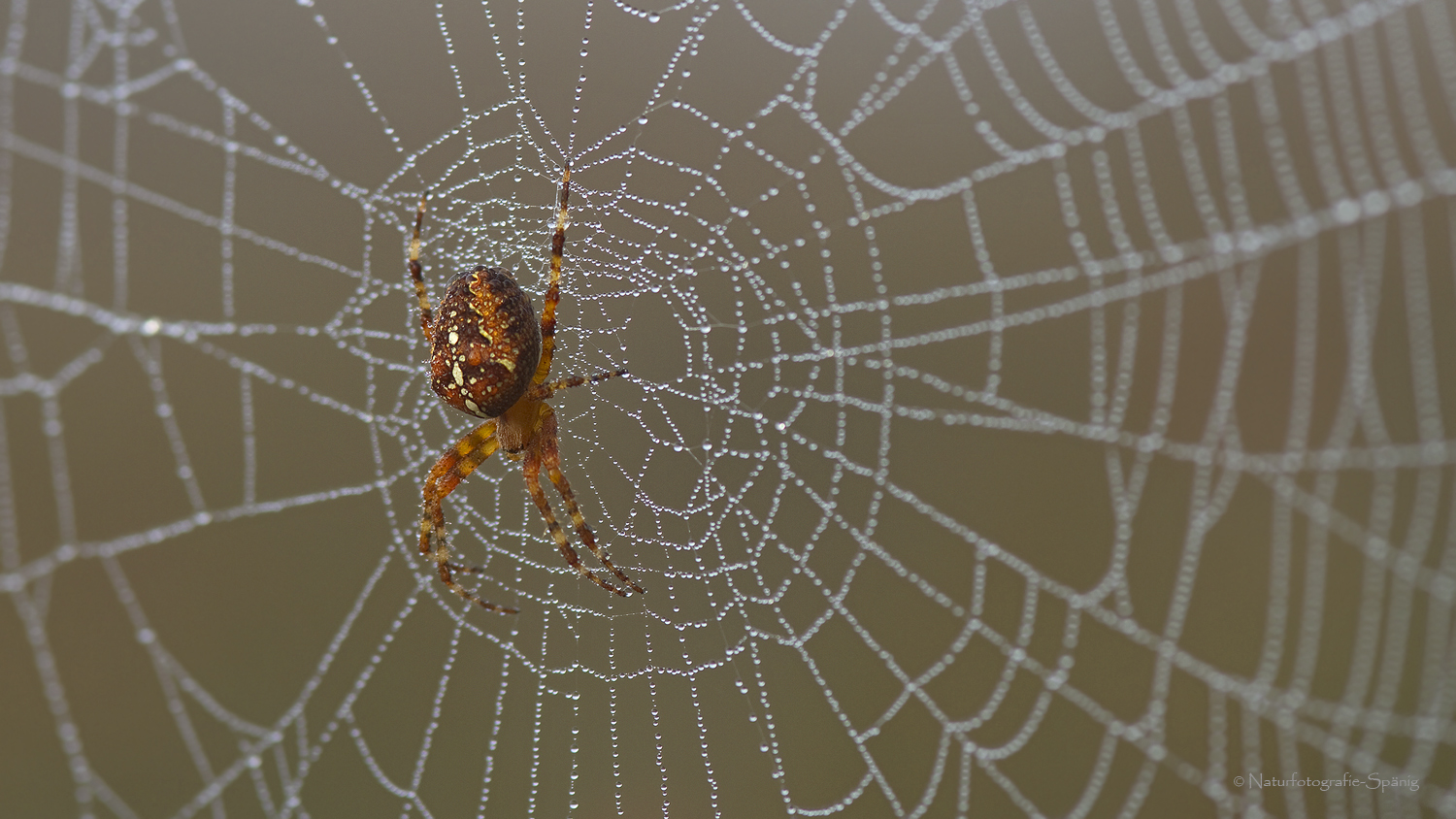 "Spinne am Morgen ..."