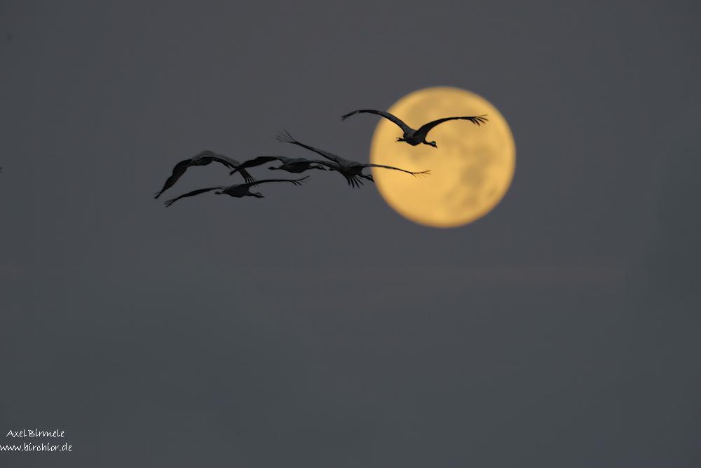 Kraniche vor dem Mond