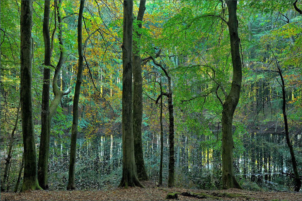 - Herbst im Jasmund-NP -