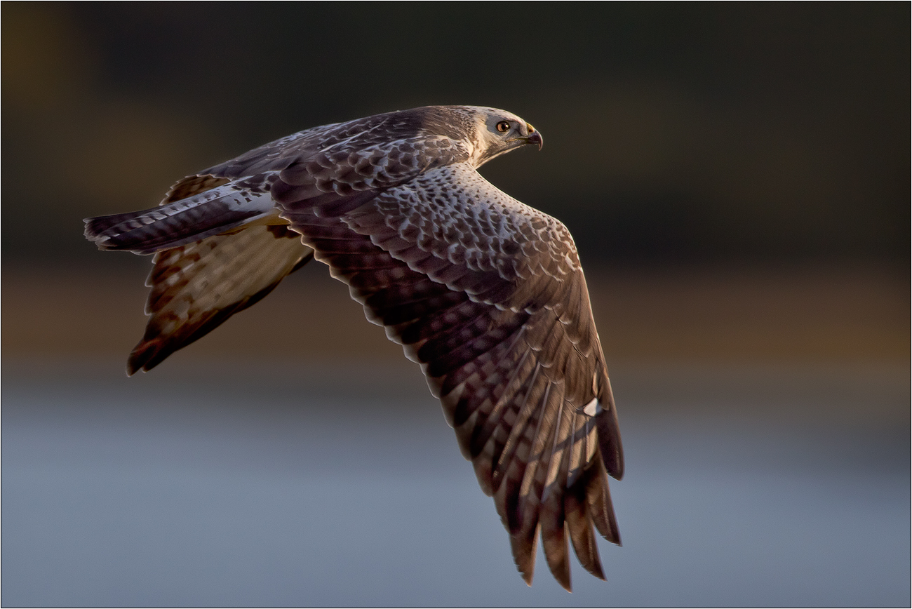 Bussard ...