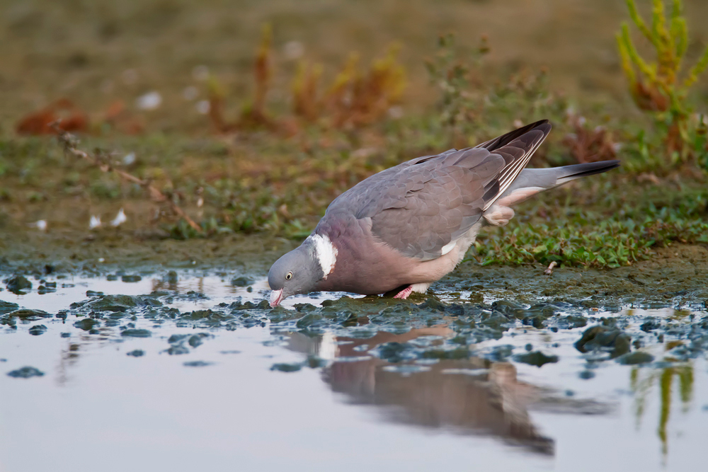 trinkende Ringeltaube (Columba palumbus)