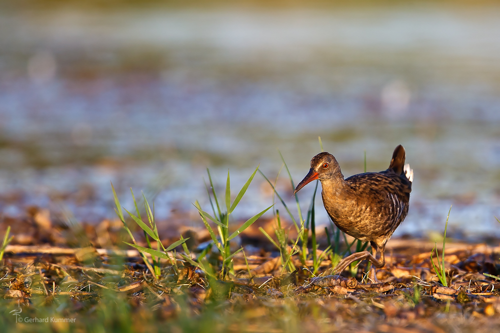 Rallus aquaticus