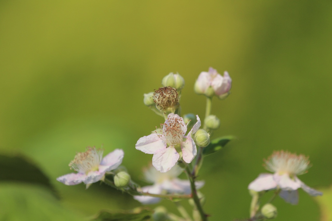 Brombeerblüte im Oktober