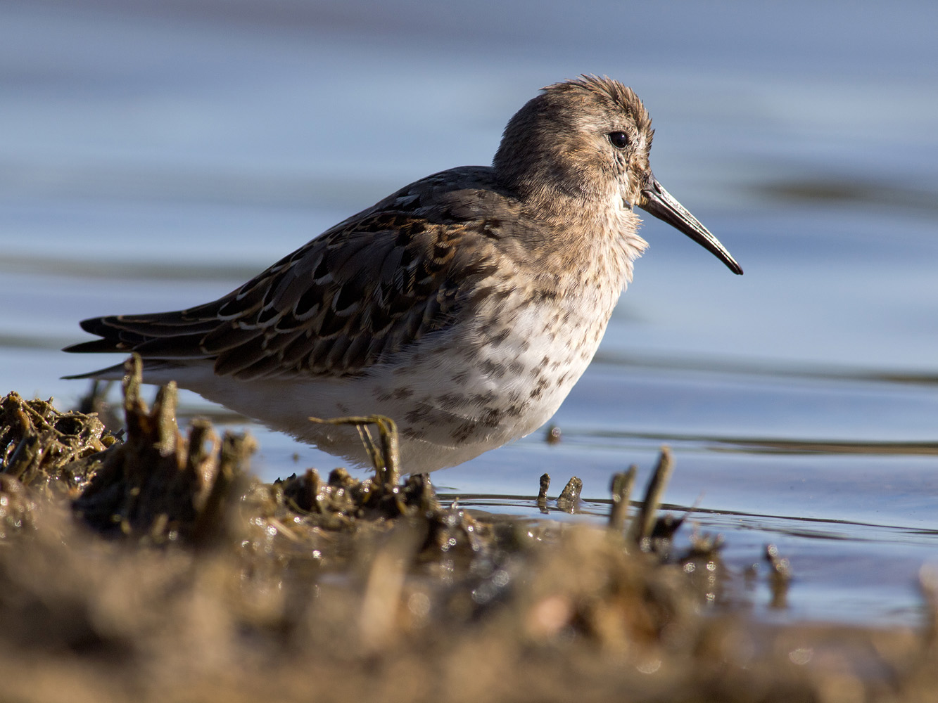 junger Alpenstrandläufer (Calidris alpina)