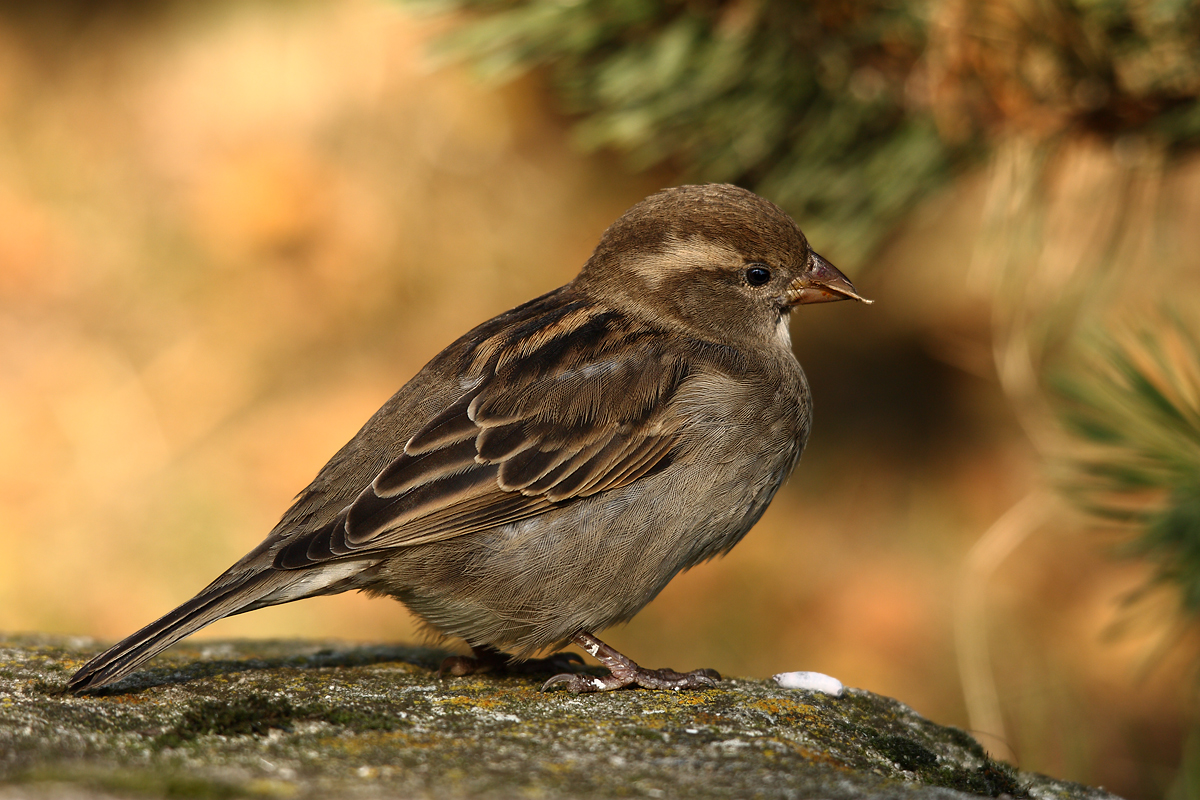Sperling (Forum für Naturfotografen)