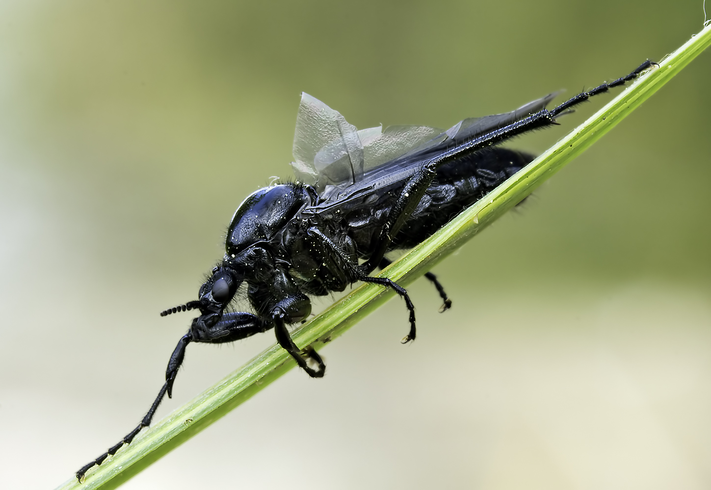 Märzfliege