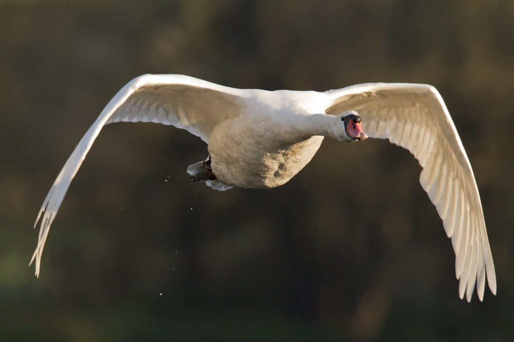 Anflug