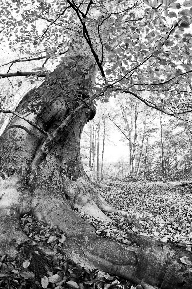 Buche im Briesetal