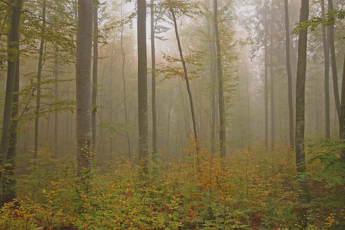 Nebelwald