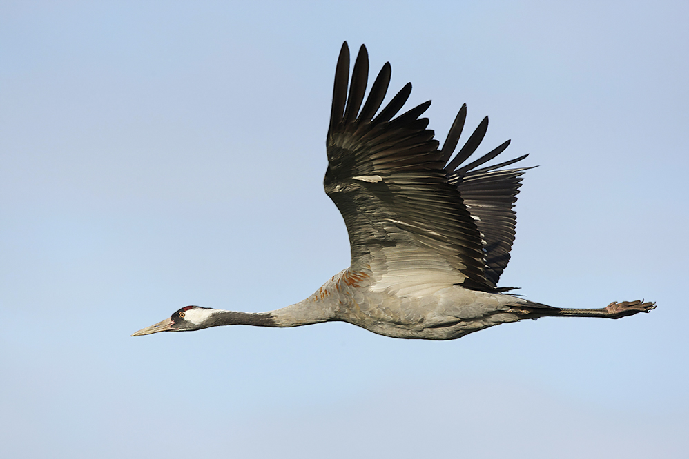 kranich im flug