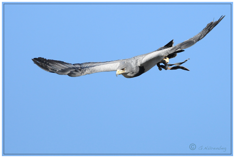 Blaubussard