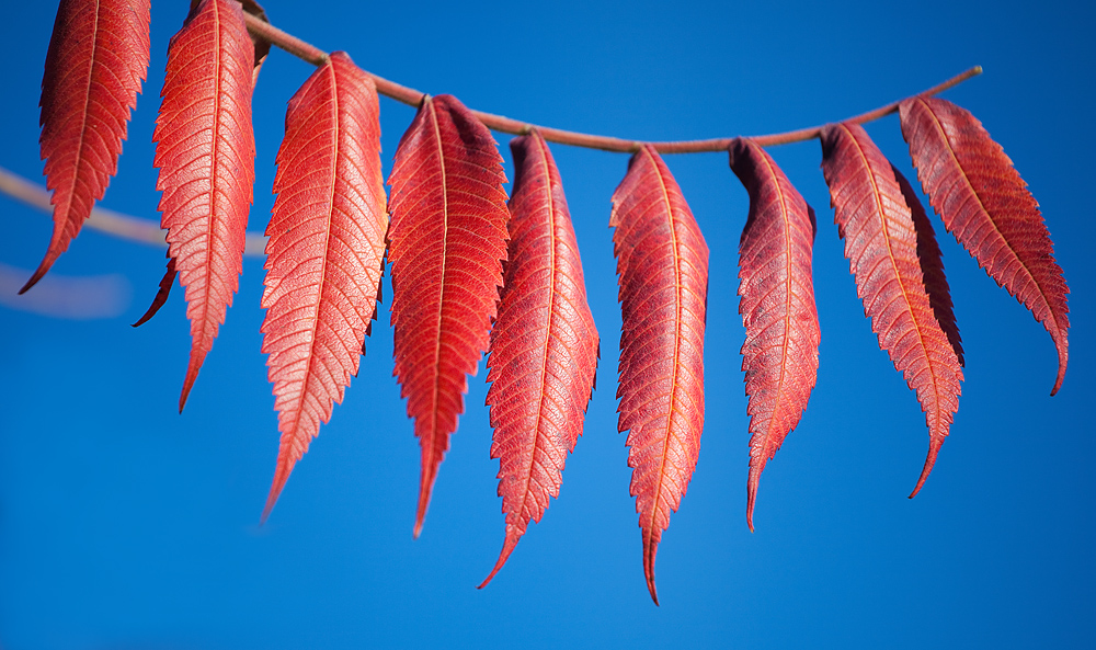 Herbstfarben III