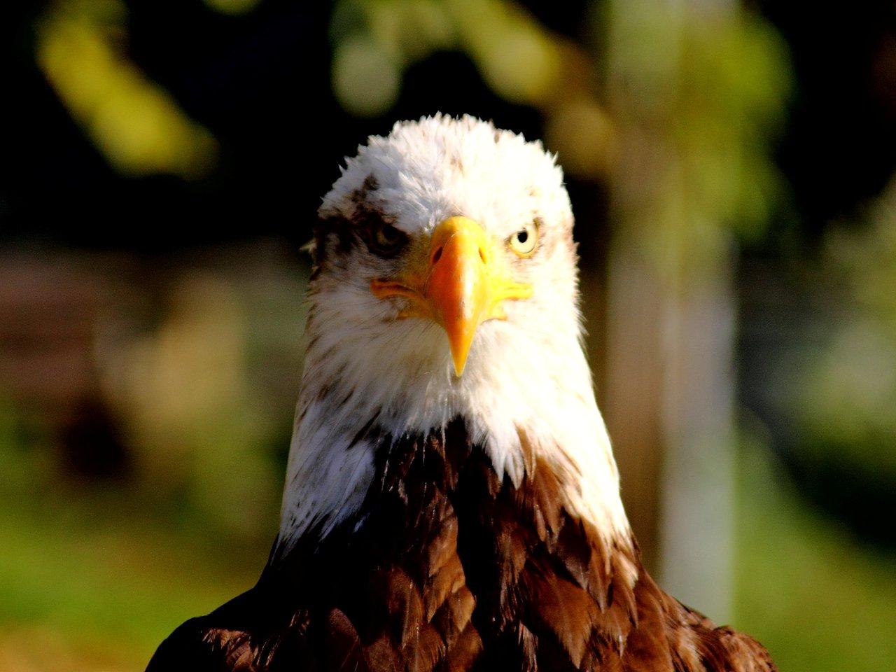 Seeadler