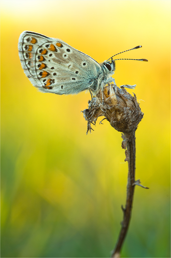Kleiner Sonnenröschenbläuling (Aricia agestis)