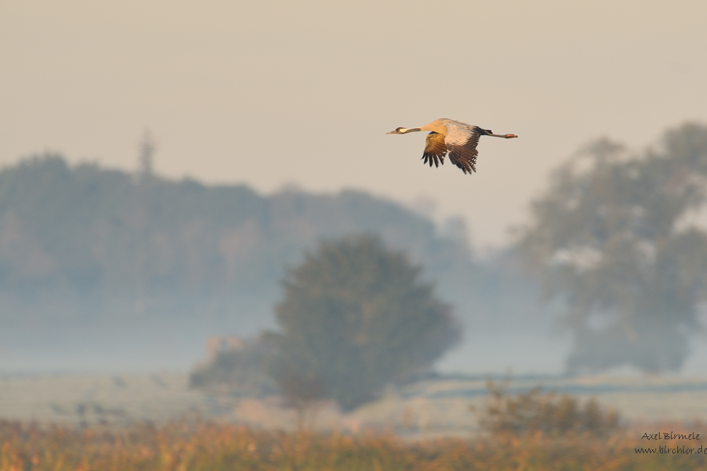 Morgennebel