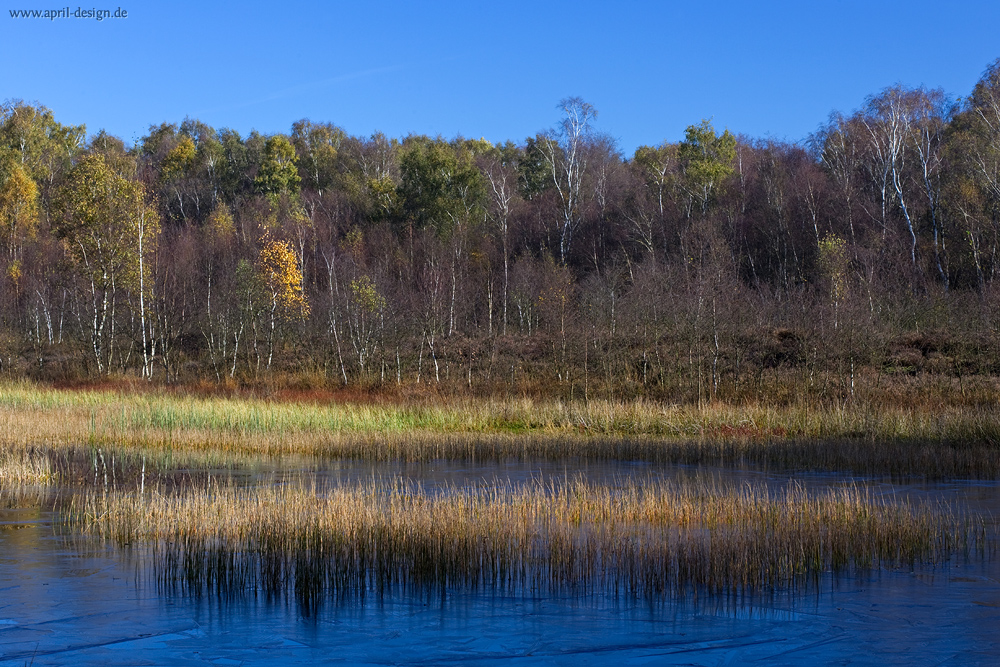 Herbstliches Moor im Sonnenschein