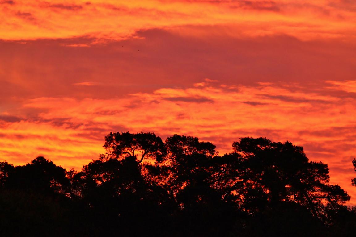 Sonnenaufgang im Mönchbruch