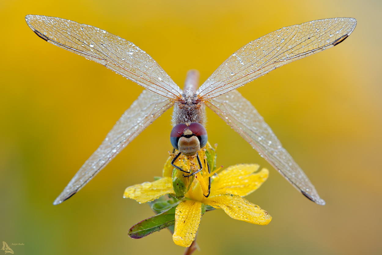 Sympetrum fonscolombii