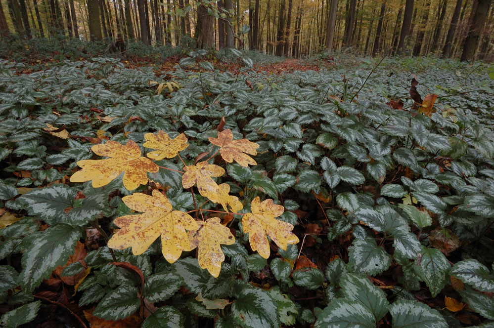 Ahornblätter in Goldnessel